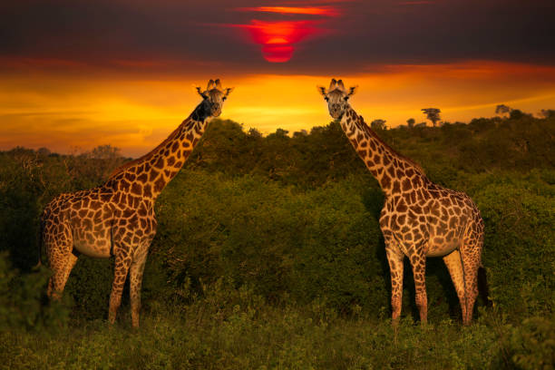 istock Africa Sunrise and Sunset with Giraffein Kenya 1293721884
