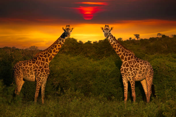 Africa Sunrise and Sunset with Giraffein Kenya Africa Sunrise and sunset with giraffein Kenya tsavo east national park photos stock pictures, royalty-free photos & images