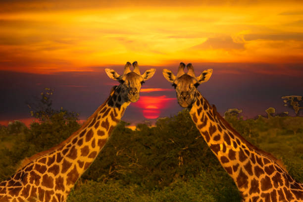 istock Africa Sunrise and Sunset with Giraffein Kenya 1293721936