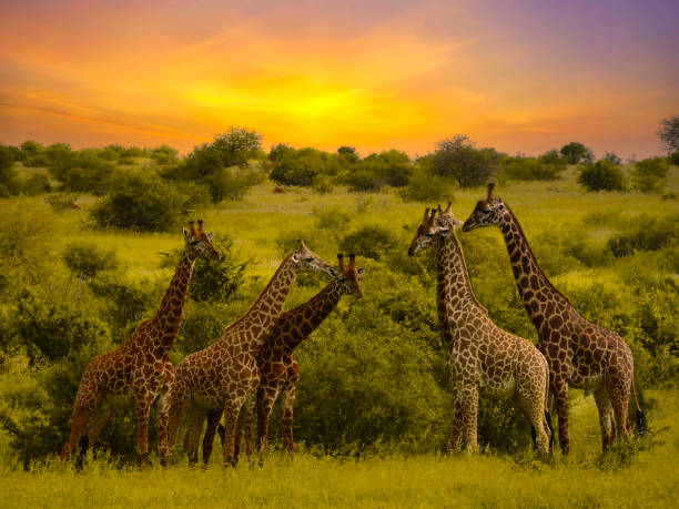 istock Africa Sunrise and Sunset with Giraffein Kenya 1293721962