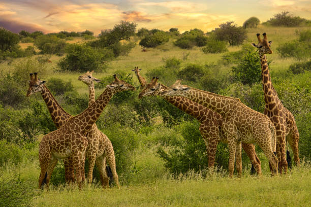Giraffes in Tsavo East National Park, Tsavo West and Amboseli in Kenya Giraffes in Tsavo East, Tsavo West and Amboseli National Park in Kenya tsavo east national park photos stock pictures, royalty-free photos & images