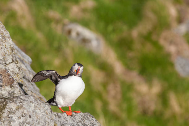 istock Atlantic Puffin on a cliff with raises wings 1293722992