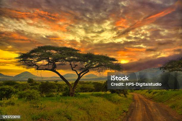 Sunset And Sunrise In Tsavo East Tsavo West And Amboseli National Park Stock Photo - Download Image Now