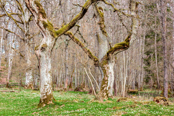 chêne dans un pâturage avec des anémones fleurissantes de bois - glade forest oak tree tree photos et images de collection