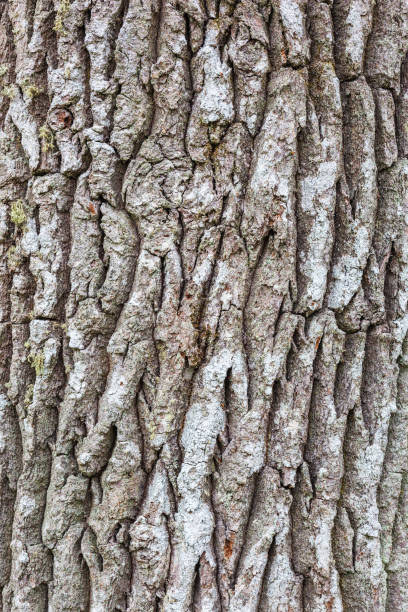 Photo of Bark on an old tree