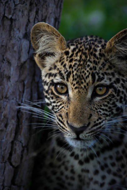 Leopard cub in Africa stock photo