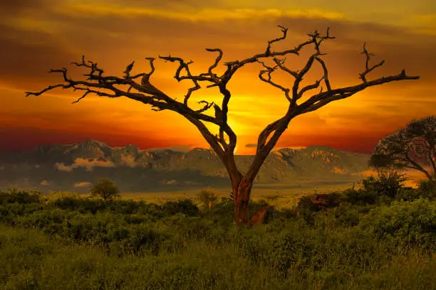 Sunset and sunrise in Tsavo East National Park Tsavo West and Amboseli