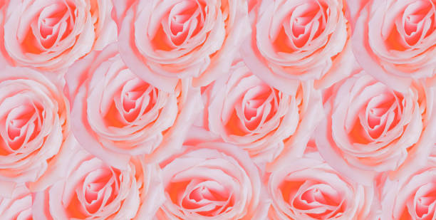 istock Roses background, beautiful pink roses top view 1293723827