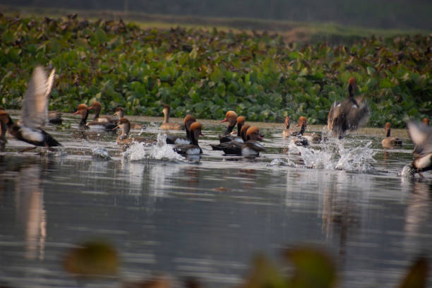 The folk of red crested pochard enjoying in the lake of west Bengal The folk of red crested pochard enjoying in the lake of west Bengal netta rufina stock pictures, royalty-free photos & images
