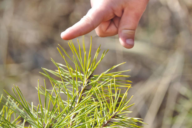 small child's index finger touches a sharp spruce needle with caution and apprehension small child's index finger touches a sharp spruce needle with caution and apprehension painfully stock pictures, royalty-free photos & images