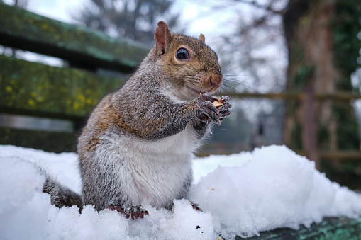 Squirrel in a park with snow