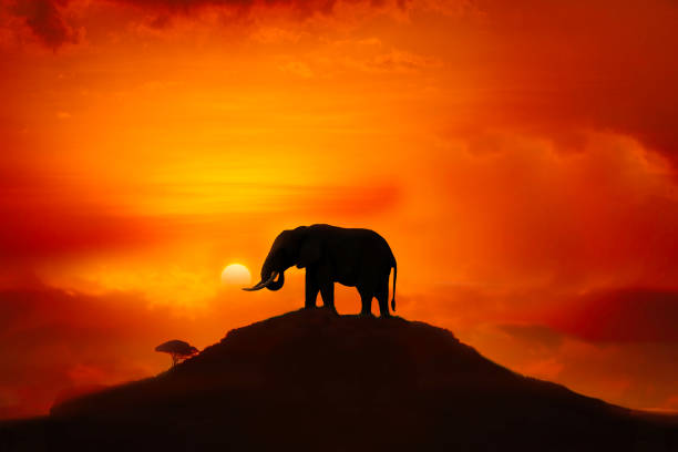 istock Africa Sunrise and sunset with elephants 1293727610