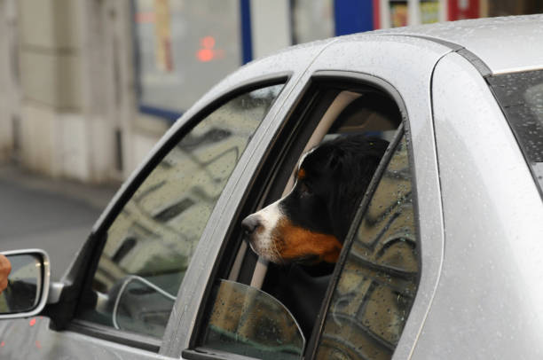 istock Dog transported in the car 1293727774