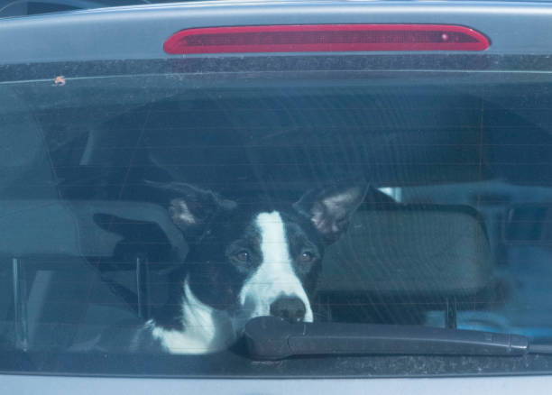 istock Dog transported in the car 1293727890