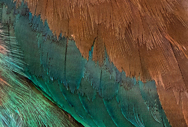 istock the indian roller Coracias benghalensis 1293728697