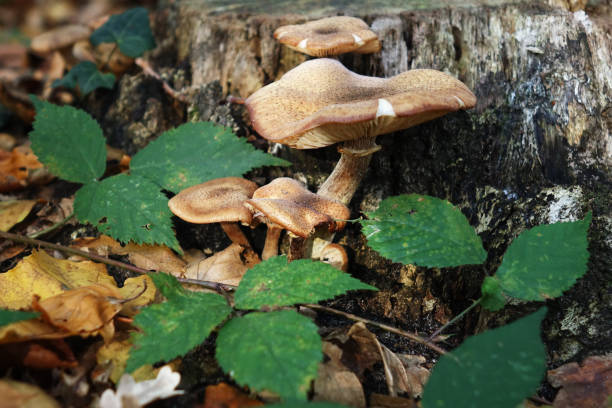istock Brown fungus in the wood 1293728885