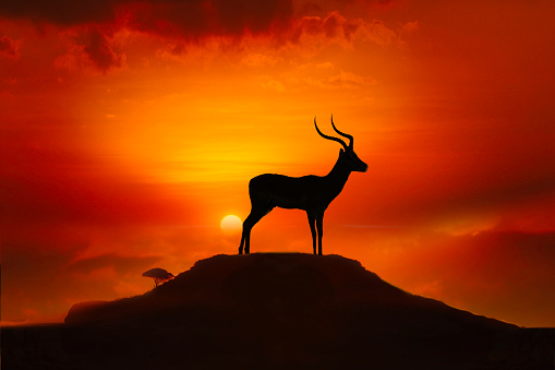 Africa Sunrise y puesta de sol con un antílope photo