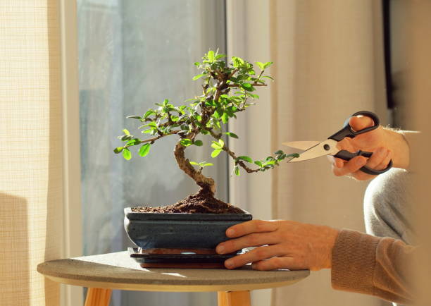 scène tranquille avec une main coupant des feuilles d’une usine de ficus de bonsaï. - bonsaï photos et images de collection