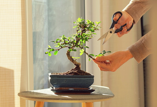 Keeping a decorative bonsai plant in shape. Living room decoration with homeplants.