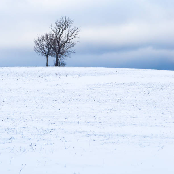 istock Isolated trees on the crest of a snow-capped volcano 1293730656