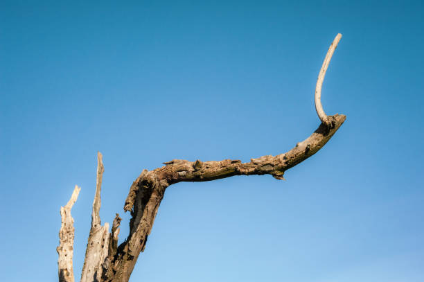 Withered branch of an old tree with blue sky