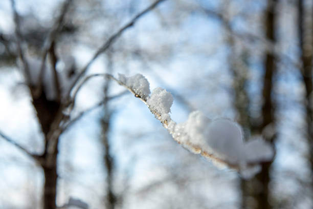 istock Close-up of tree branches covered with hoarfrost. Snowing. Selective focus. 1293733241