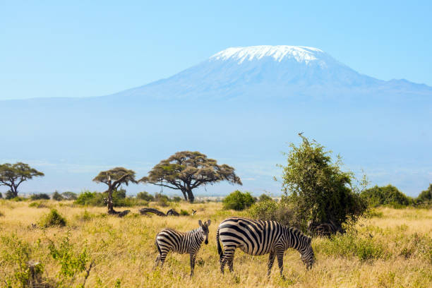 istock Family of striped zebras graze 1293734431