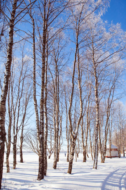 istock Short winter day in the Arctic 1293734444