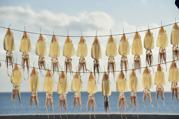 Photo of Drying the squid at seaside in Jeju Island, Korea