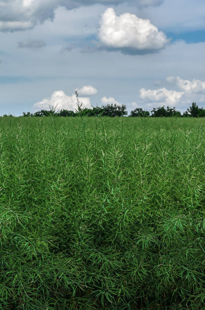 istock Green field, trees and blue sky with clouds. 1293736188