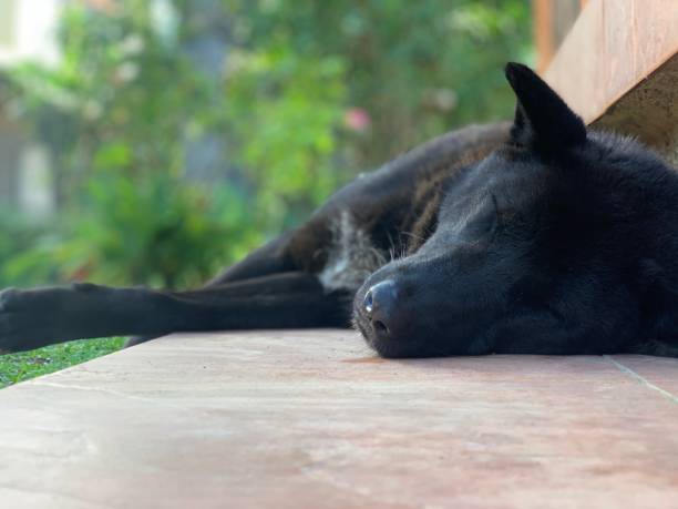 istock Black dog. Sleep and relax 1293737017