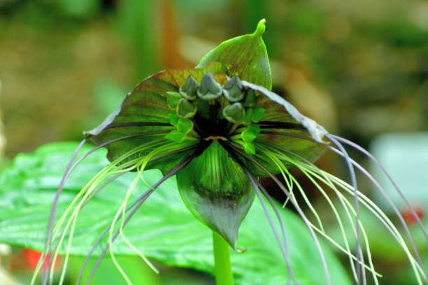 Tacca chantrieri / Black bat flower Tacca chantrieri is a species of flowering plant in the Yam family Dioscoreaceae. It is also called black bat flower because its shape is similar to bats. Other names include devil flower and cat’s whiskers. orthosiphon aristatus stock pictures, royalty-free photos & images