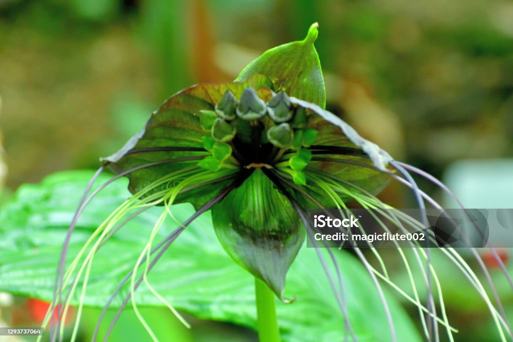 Foto de Tacca Chantrieri Flor De Morcego Preto e mais fotos de stock de  Tacca Chantrieri - Tacca Chantrieri, Morcego, Esquisito - iStock