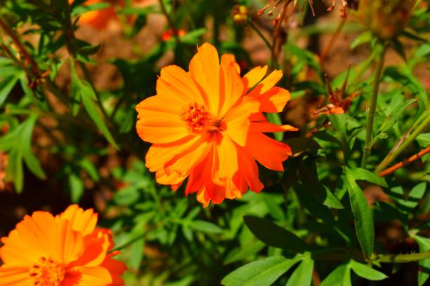 istock Cosmos Orange flowers 1293739386