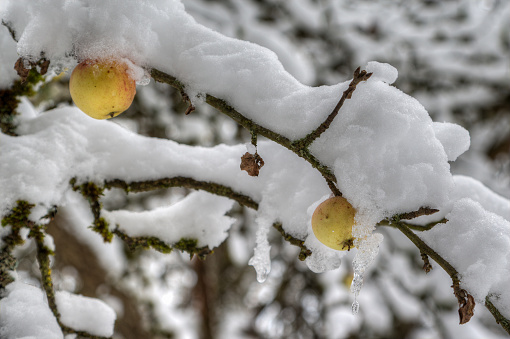 An apple tree in winter, only two apples hanging on the branches, which are nicely covered with snow.