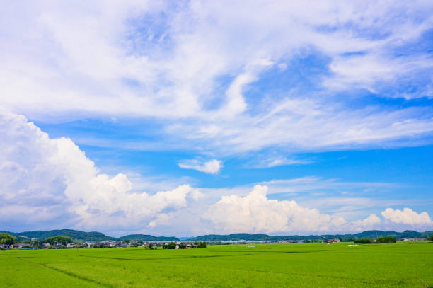 Image of summer nature in Japan