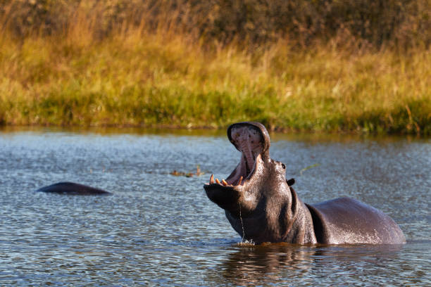 istock Hippo in the water with his mouth open 1293741962