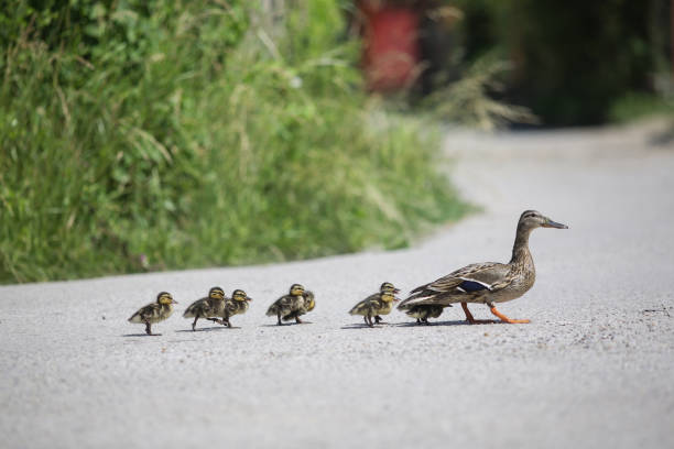 The mother duck leads her ducklings