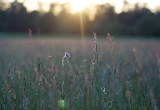 istock Meadow with flower in sunset 1293742524