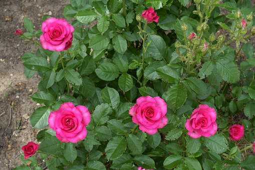 Top view of rose bush with magenta colored roses in May