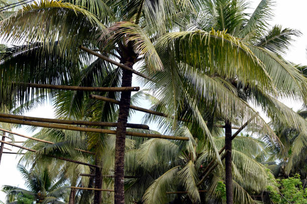 istock Bamboo poles scaffolding tied high up the coconut trees that connect all trees in one loop where toddy tapper bridges to collect sap 1293745650