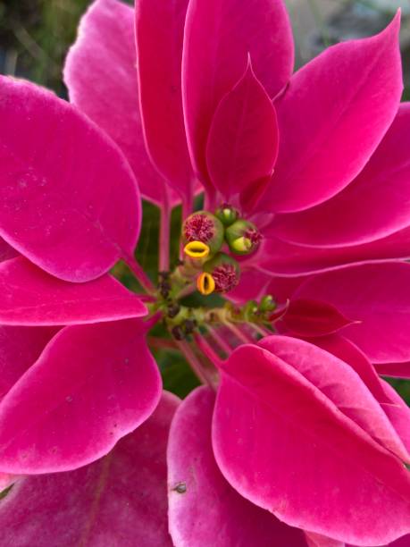 istock Christmas star or Poinesettia flower 1293745776