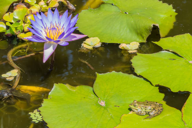 A frog on a lilly pad on the black pond water