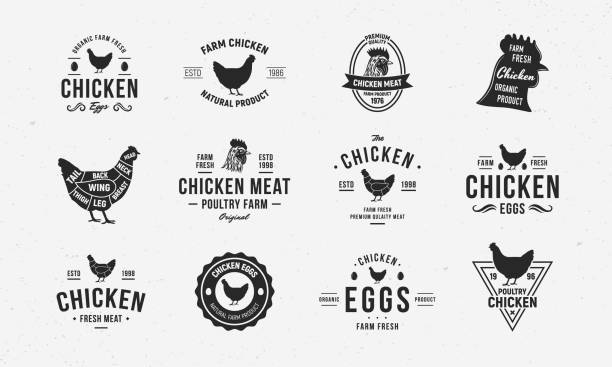 vector chicken, hen vintage zestaw logo. 12 modnych szablonów retro emblematów i plakatów dla branży drobiarskiej, rzeźni, sklepu mięsnego, projektowania menu restauracji. schemat kawałków kurczaka. jajko kurze, mięso. - young bird obrazy stock illustrations