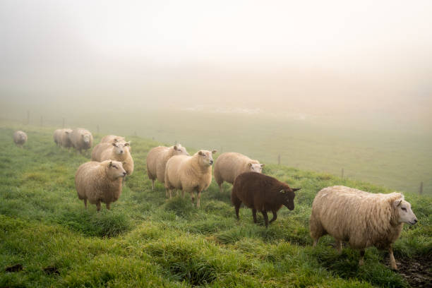 istock Sheep in the fog 1293749970