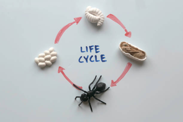 Top view of a life cycle of ant written on a white board.