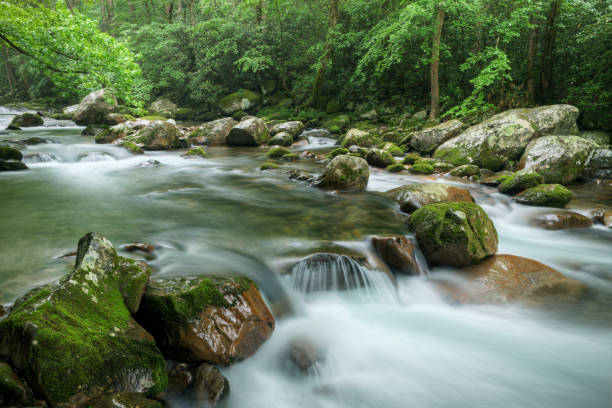istock Spring, Big Creek Great Smoky Mountains 1293752557