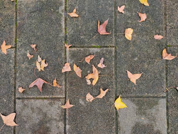 istock Falling leaves. Trail in the park in winter.  Over look. 1293754551
