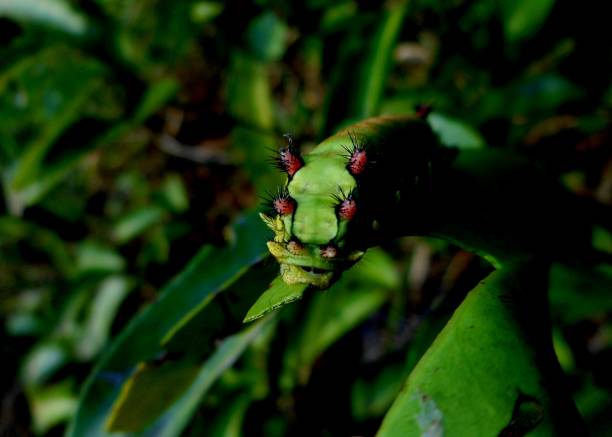 animalia biology insect family Limacodidae insect caterpillar tank - sibine sp.