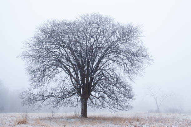 istock Bare Winter Trees in Fog 1293756047